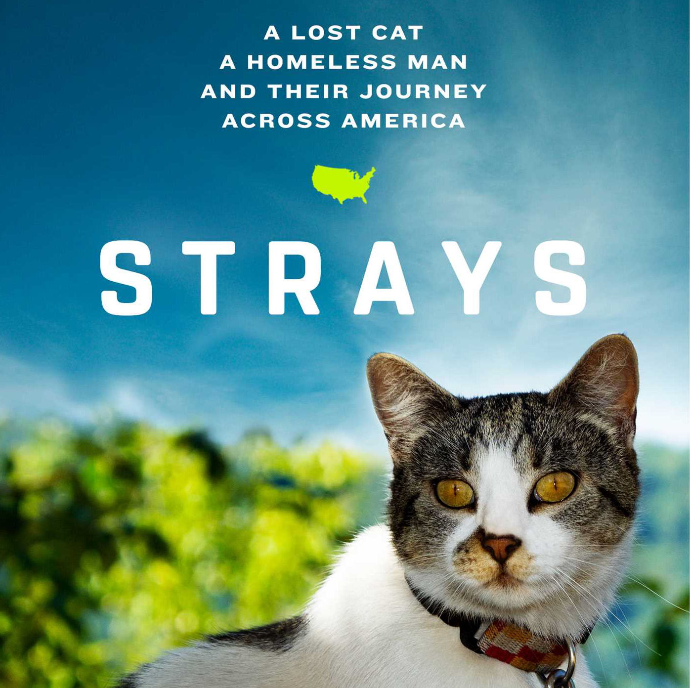 Strays A Lost Cat A Homeless Man And Their Journey Across America