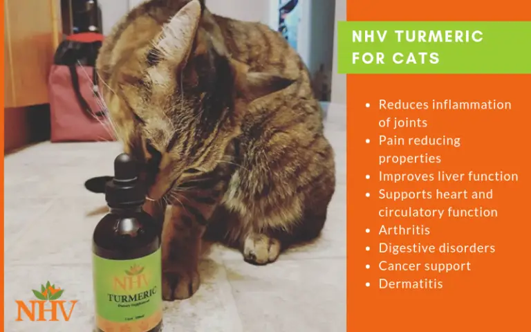 Turmeric For Cats The Purrington Post