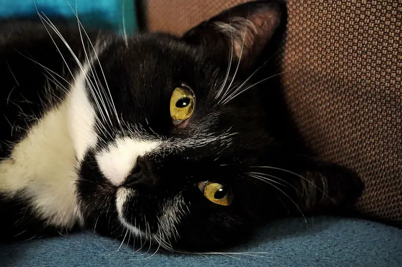 friends cat dies thinks lol means lots of love - Internet