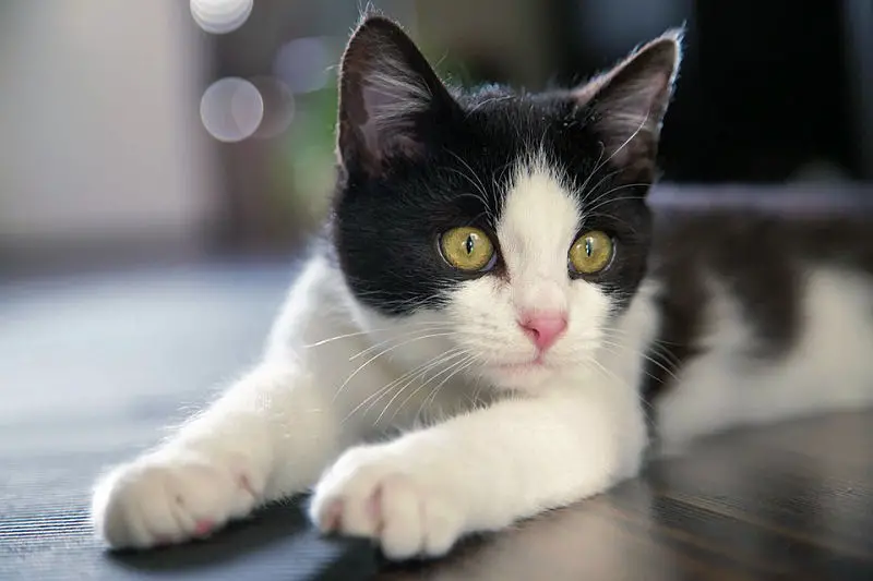 9 Reasons Tuxedo Cats Rock! – The Purrington Post