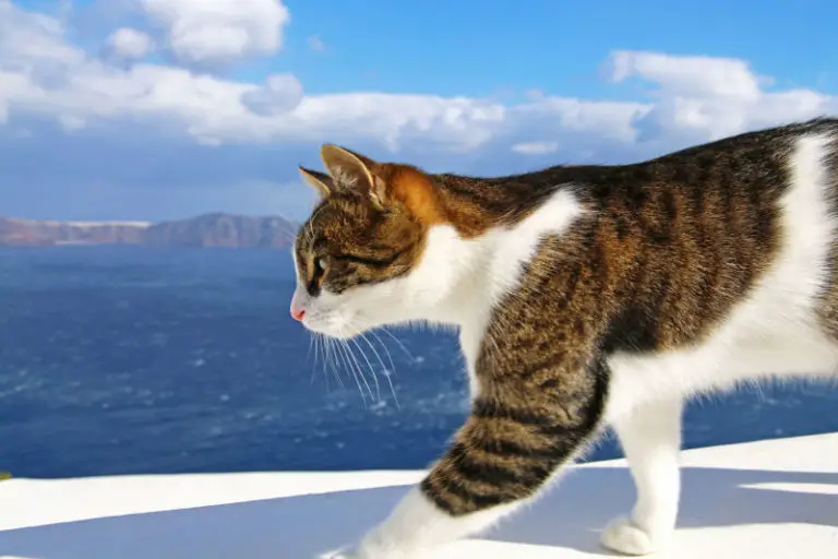 The Cats Of Santorini Island - The Purrington Post