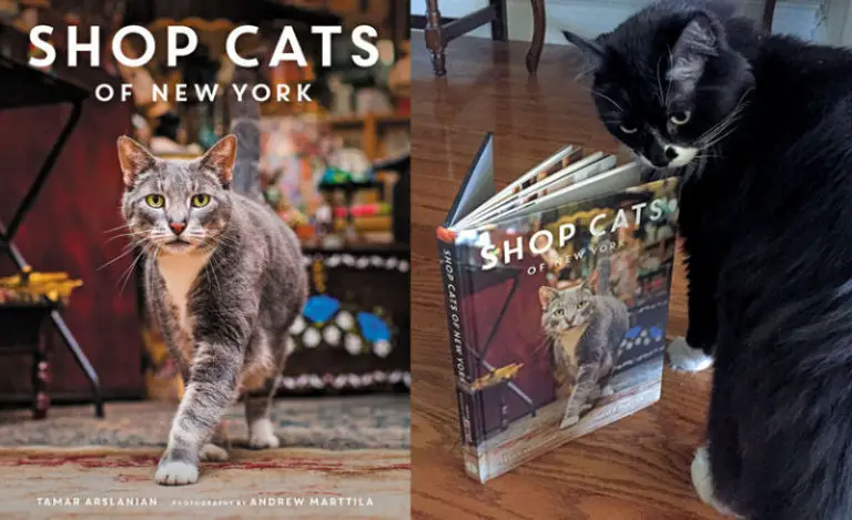 Shop Cats Of New York The Purrington Post