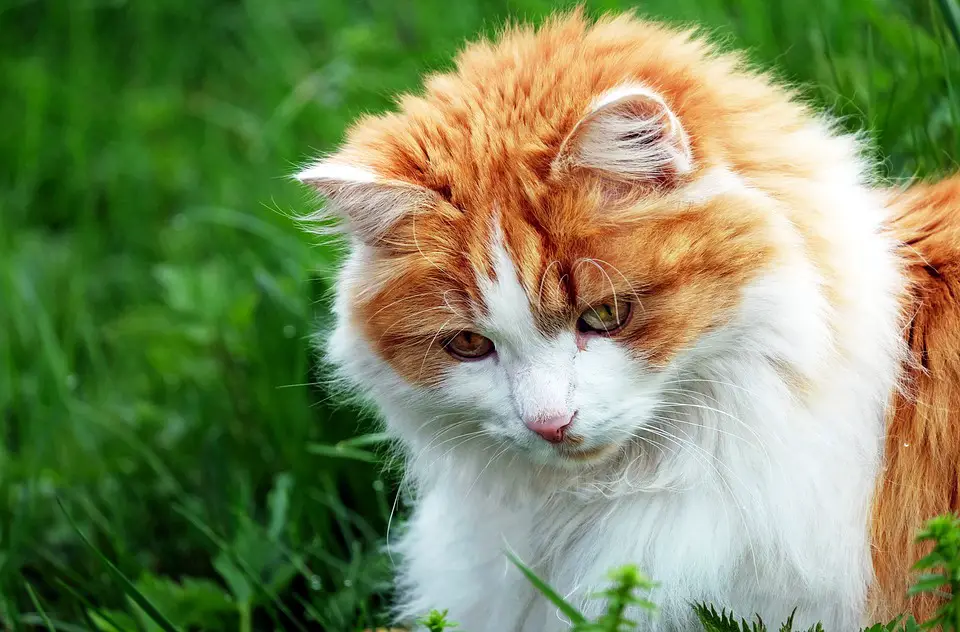 Garden Herbs Beneficial to Your Cat – The Purrington Post