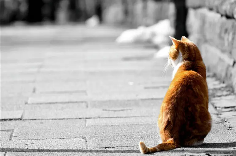 orange tabby cat facts