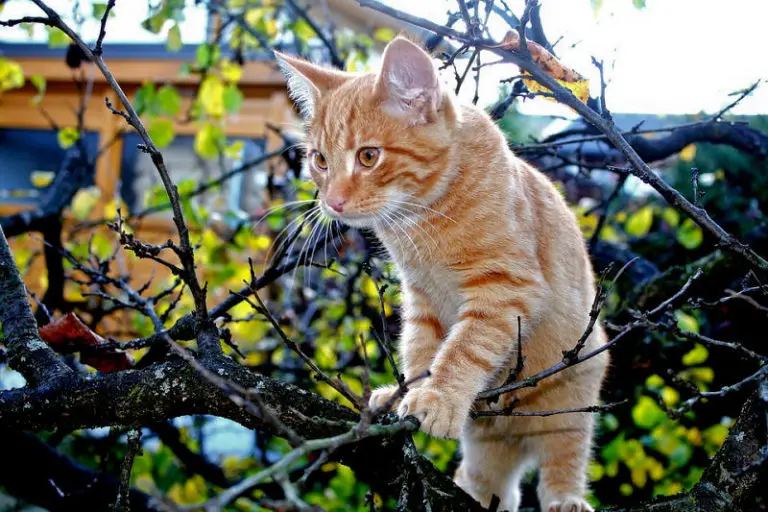 orange tabby cat health issues