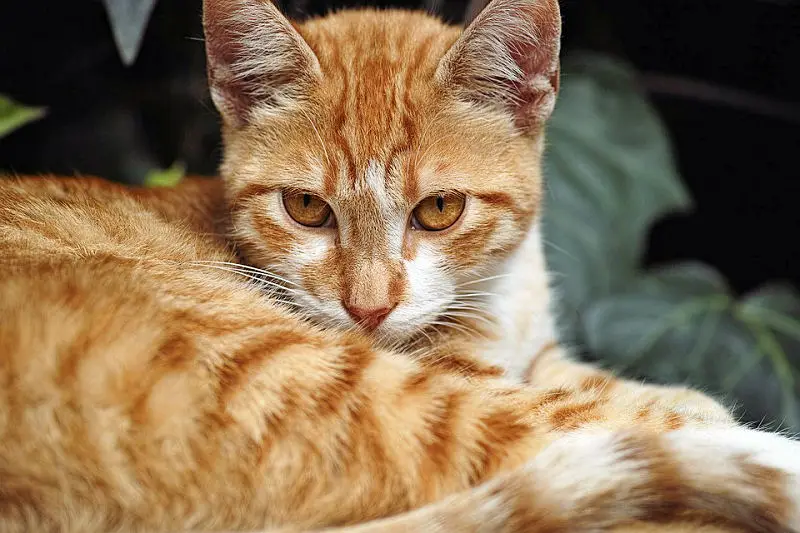 orange tabby cat with white