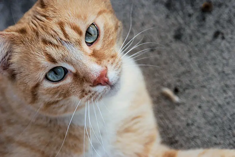 ginger orange tabby cat female