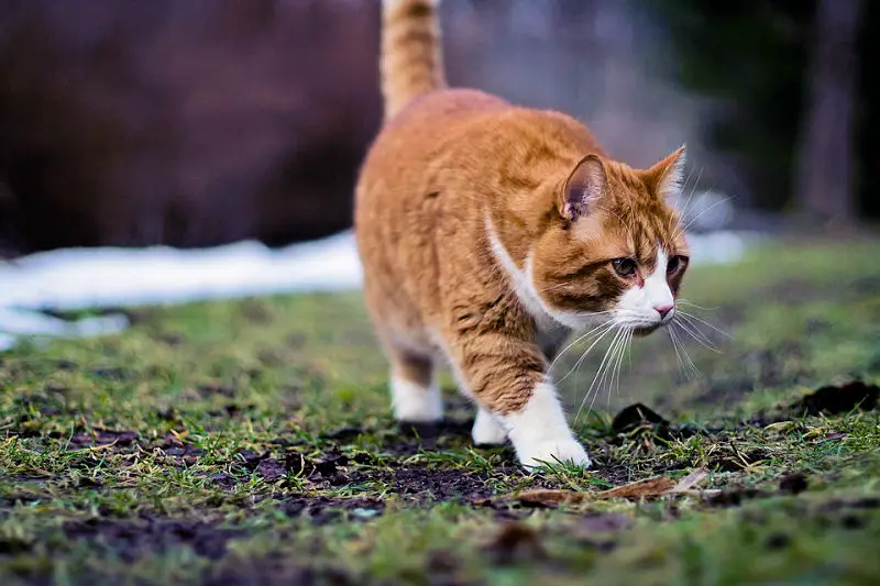 most orange tabby cats male