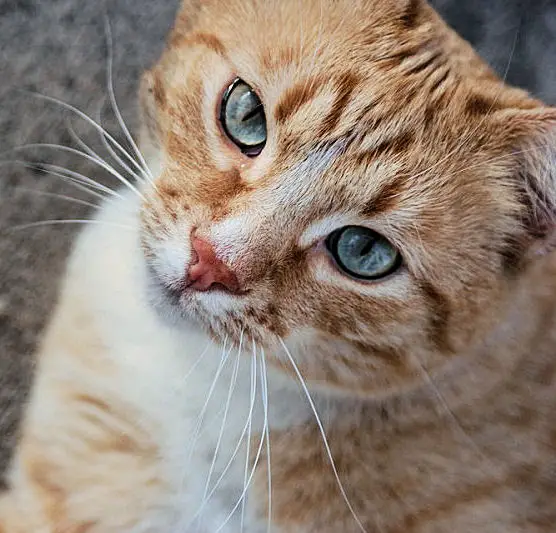 orange and gray tabby cat