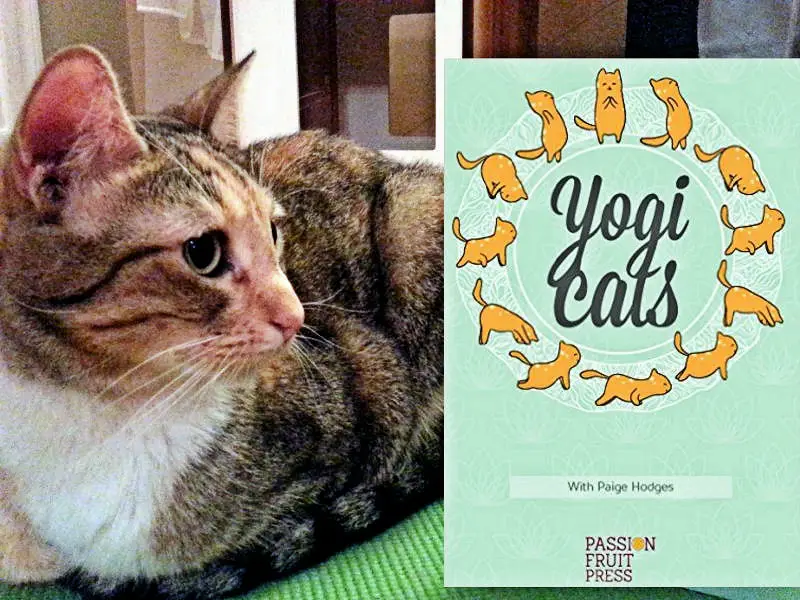 10 Must-Have Cat Books for Your Collection - CatCon Worldwide