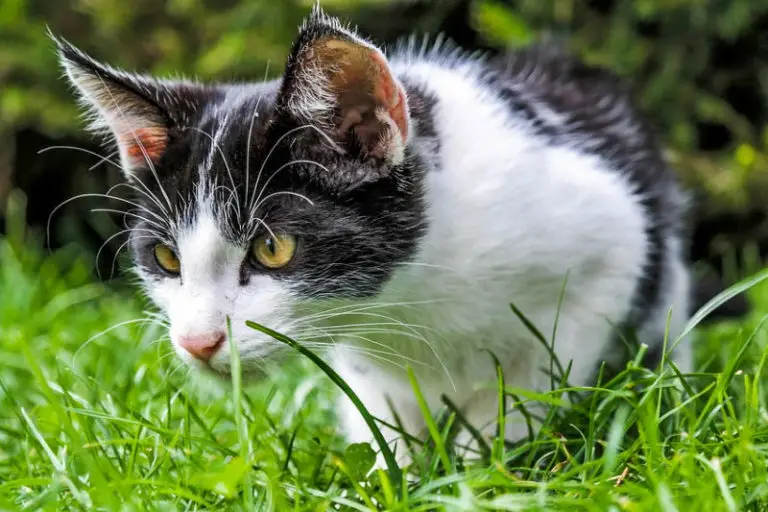 Why Do Cats Eat Grass? – The Purrington Post