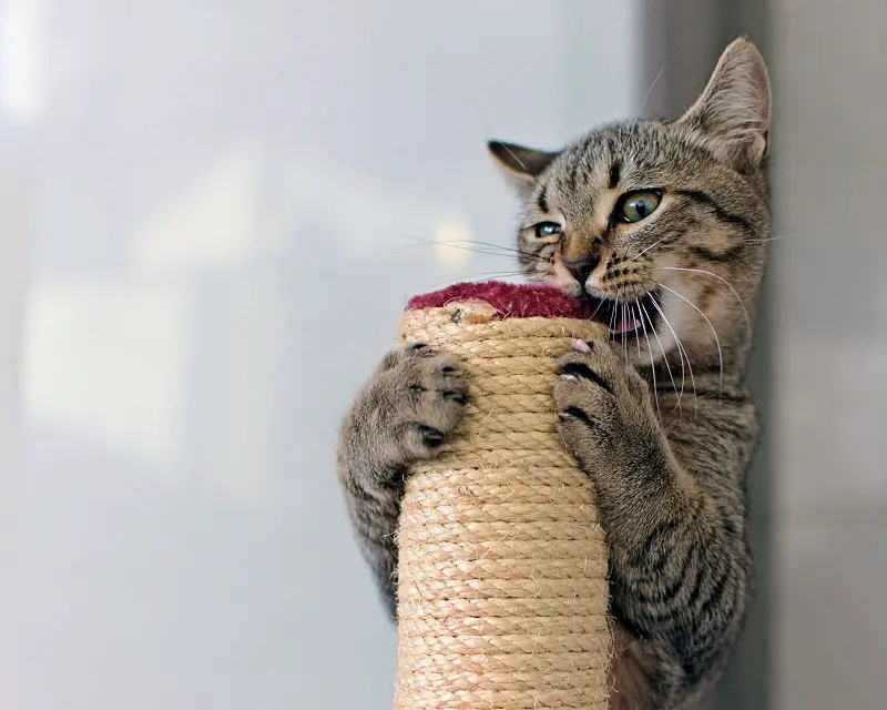 9 Great Chew Toys For Cats The Purrington Post