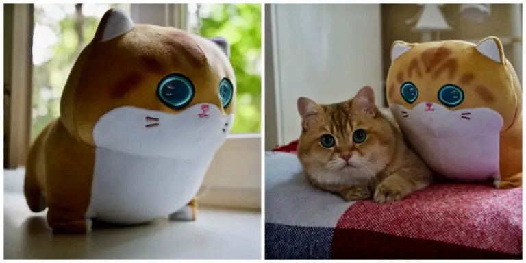 hosico cat pillow