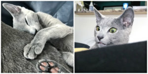 The Russian Blue – Radiant And Regal – The Purrington Post