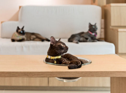 Designing a Purrfect Cat-Centric Home - The Purrington Post