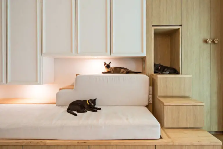 Designing a Purrfect Cat-Centric Home – The Purrington Post