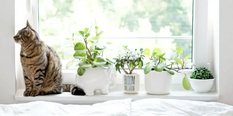 Introducing Feline Folia – Safe Plants for Cats