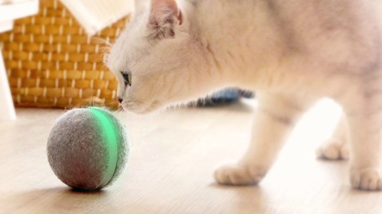 Wicked Ball – An Interactive Smart Toy – The Purrington Post