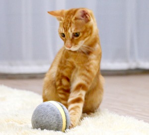 cat wicked ball