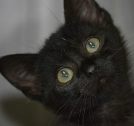 cute black cat