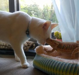 cat and bearded dragon