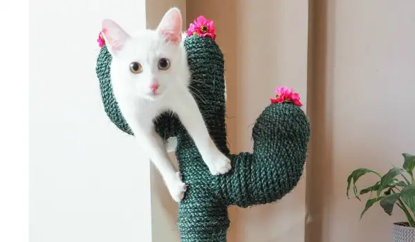 diy cactus cat scratcher